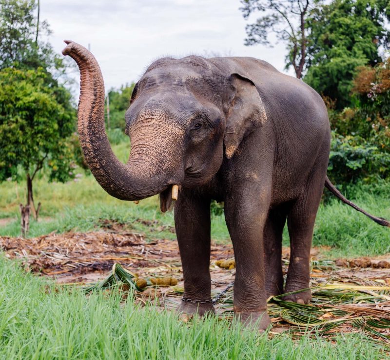 portrait-beuatiful-thai-asian-elephant-stands-green-field-elephant-with-trimmed-cutted-tusks